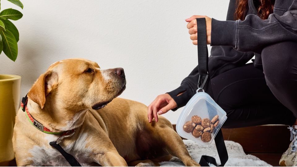 Pet Treat Trio Set - 3 Pack